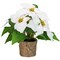 Northlight 11.75" LED Artificial White Poinsettia Potted Plant - Clear Lights